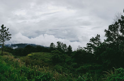 Scenic view of trees on field against sky