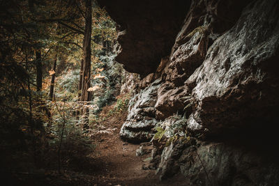 View of rock formation in forest