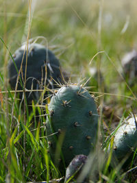 Close-up of succulent plant on field