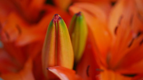 Close-up of orange flowering plant