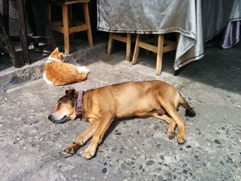 High angle view of dog relaxing on street