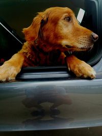 Close-up of dog in car