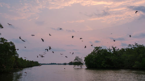 Silhouette birds flying over lake