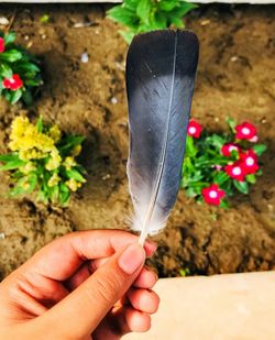 Close-up of hand holding plant