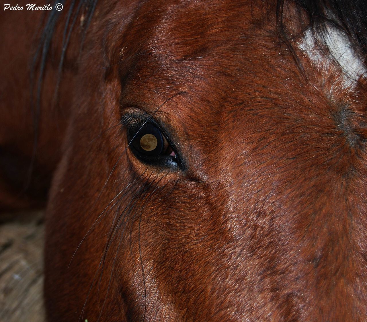 animal body part, close-up, animal eye, one animal, animal head, animal, no people, elephant, domestic animals, animal themes, mammal, outdoors, animal skin, nature, indian elephant, day