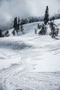 Snow covered land and trees