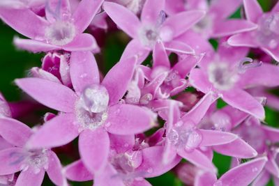 Close-up of pink flowers