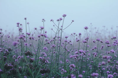 Close-up of pink flowering plants on land