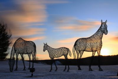 Zebra standing on snow against sky during sunset