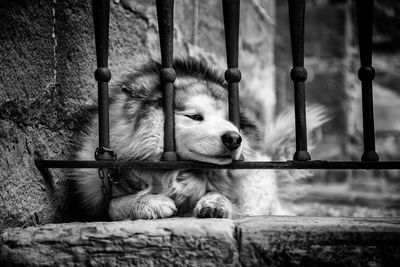 Close-up of dog looking away