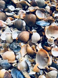 High angle view of shells on pebbles