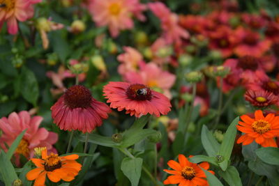 Close-up of red flowering plants