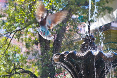 Flock of birds flying in the water