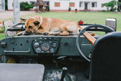 Dog sleeping in car