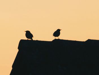 Low angle view of birds perching on orange sky