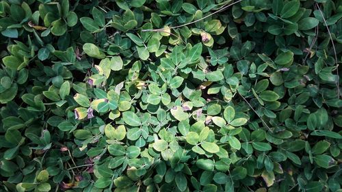 High angle view of flowering plants on land