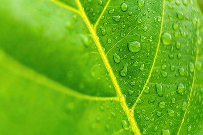 Close-up of raindrops on green leaves