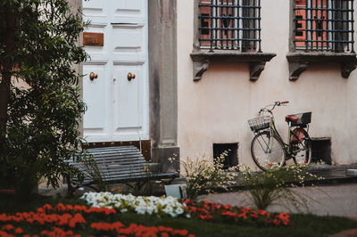 Street photography - lucca - ecological city