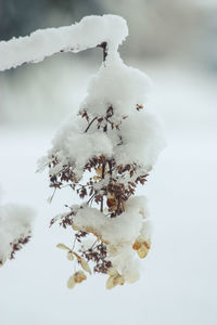 Close-up of frozen tree during winter