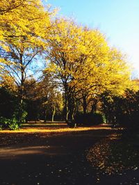 Road passing through autumn trees