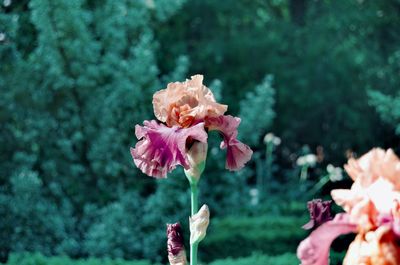 Close-up of pink flowering plant in park