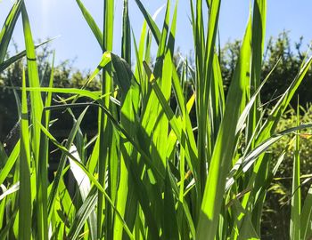 Close-up of crops growing on field against sky