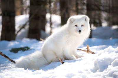 Snow fox standing on snow covered field