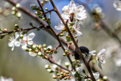 Close-up of apple blossoms in spring