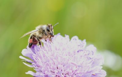 Close-up of honey bee on flower