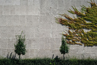 Ivy growing on wall during sunny day