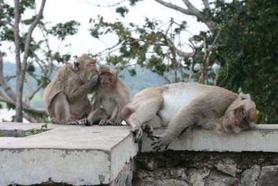 Monkey sitting on retaining wall