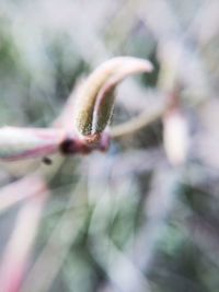 Close-up of flower buds