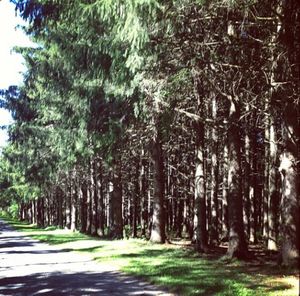 Road passing through forest