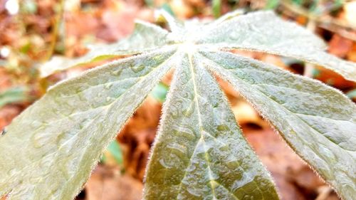 Close-up of frozen plant leaves during winter