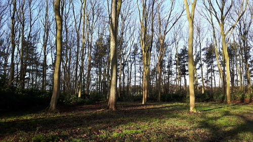 Trees in forest against sky