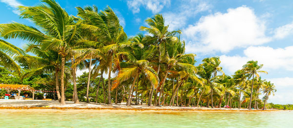 Palm trees by sea against sky