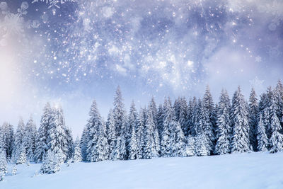 Snow covered trees against sky