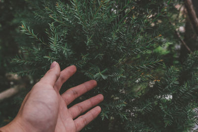 Close-up of hand holding pine tree