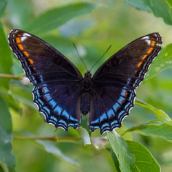 Butterfly on flower