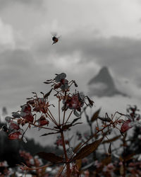 Bird flying against sky
