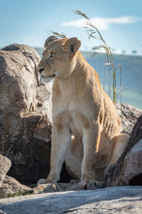 Lioness sits among rocks by long grass