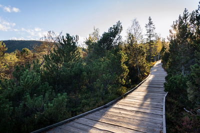 Boardwalk amidst trees in forest against sky