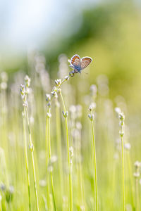 Close-up of butterfly pollinating on flower