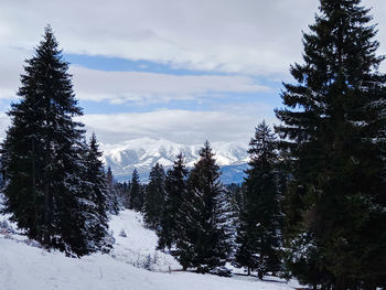 Pine trees on snow covered mountain against sky