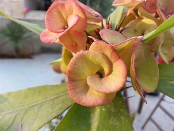 Close-up of flowers