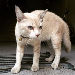 Close-up of cat standing on doormat