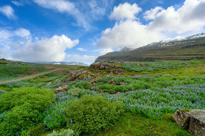 Scenic view of field against sky