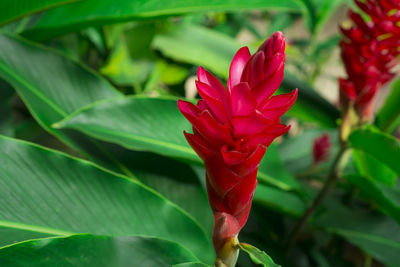 Close-up of red rose flower