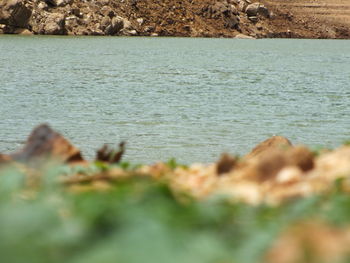 Close-up of water surface level of land