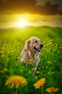 Dog on field during sunset